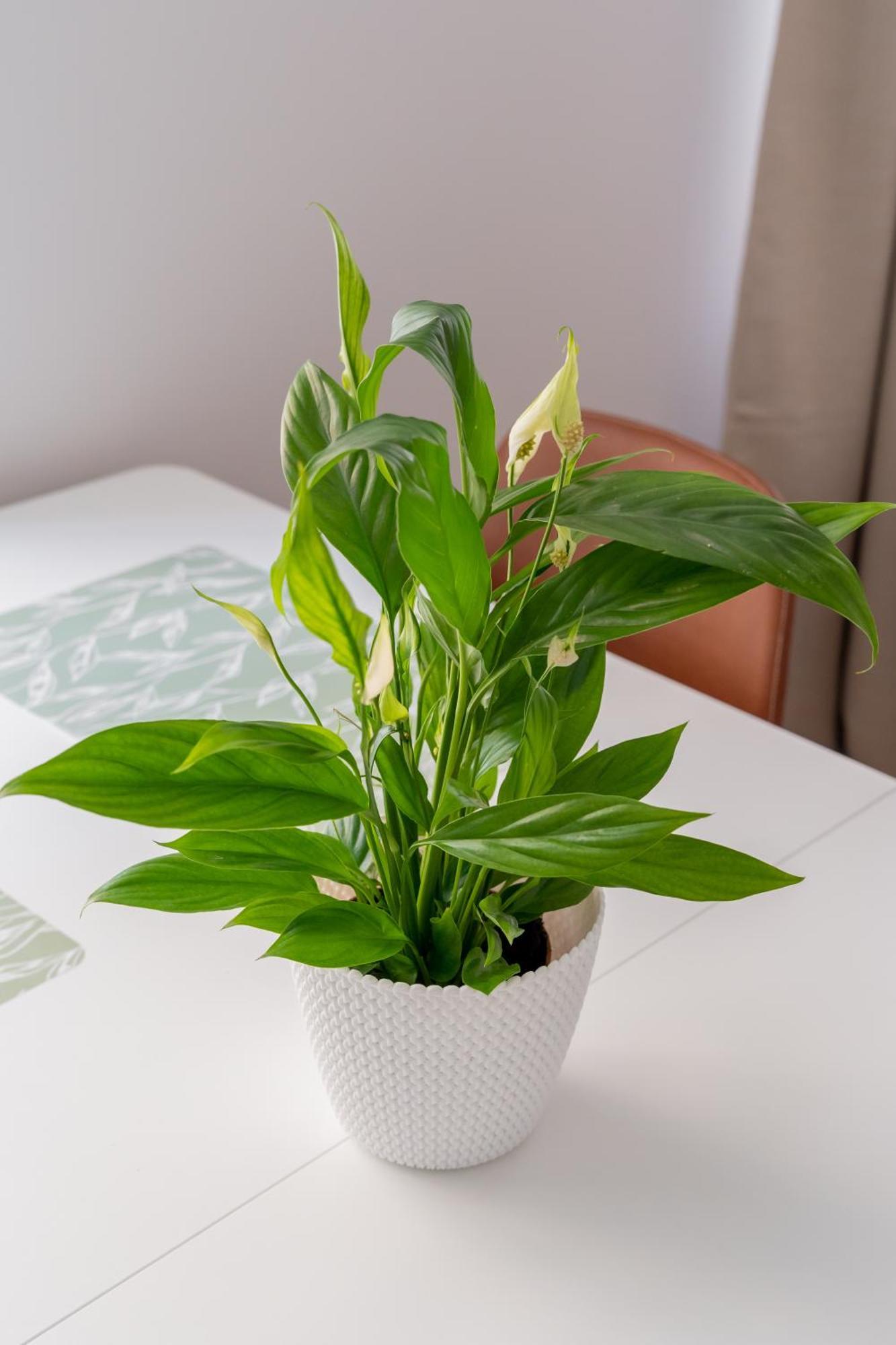 Spacious 1-Bedroom Apartment In The Heart Of Old Town Рига Экстерьер фото